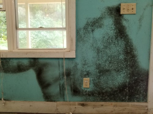 black mold removal Nashville TN